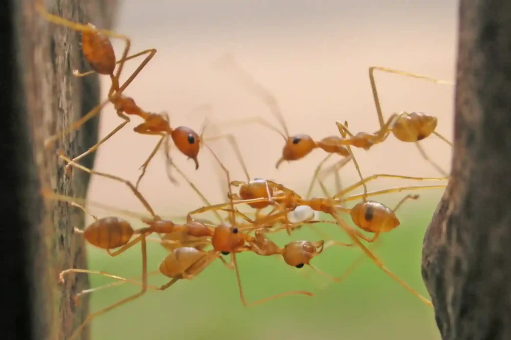 Feuerameisen im Garten zuverlässig loswerden – Ameisen Bad Kreuznach