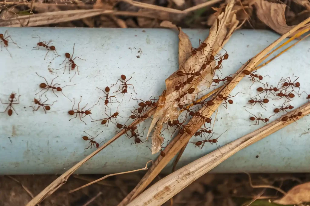 Alle Ameisenarten schnell und effektiv beseitigen lassen – Ameisenbekämpfung Bad Kreuznach