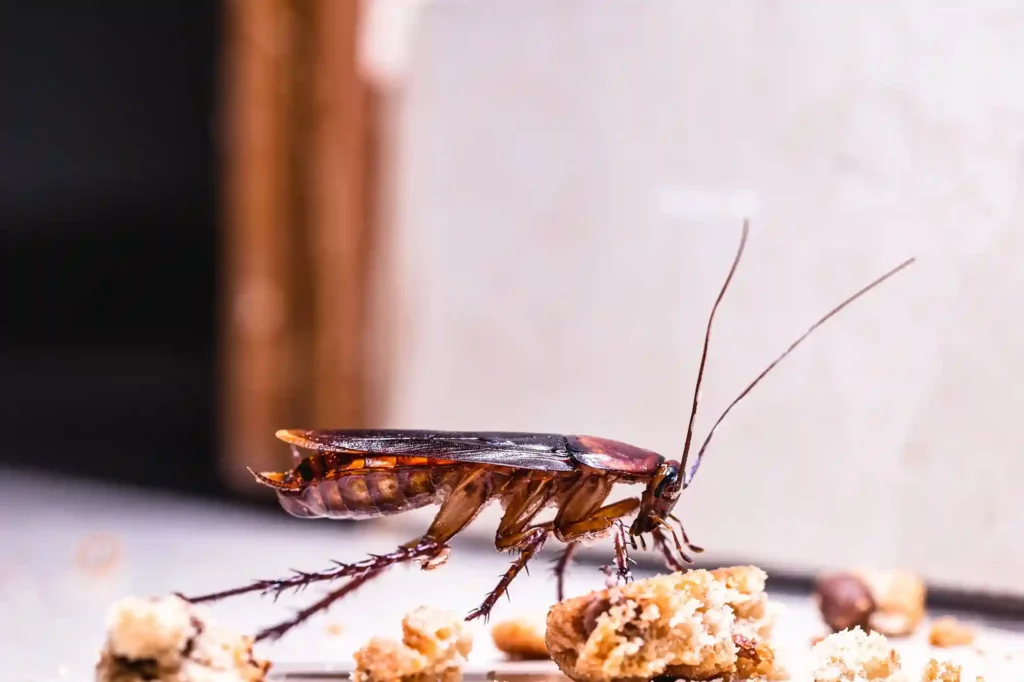 Kakerlaken bei Speiseresten und Abfallcontainern zuverlässig bekämpfen – Bad Kreuznach