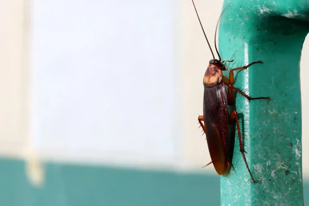 Kakerlaken im Lagerraum effektiv und nachhaltig bekämpfen – Bad Kreuznach