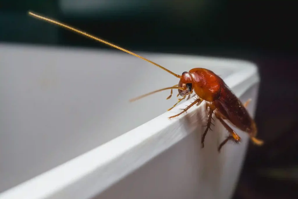 Kakerlakenbefall im Badezimmer erkennen und professionell beseitigen – Bad Kreuznach