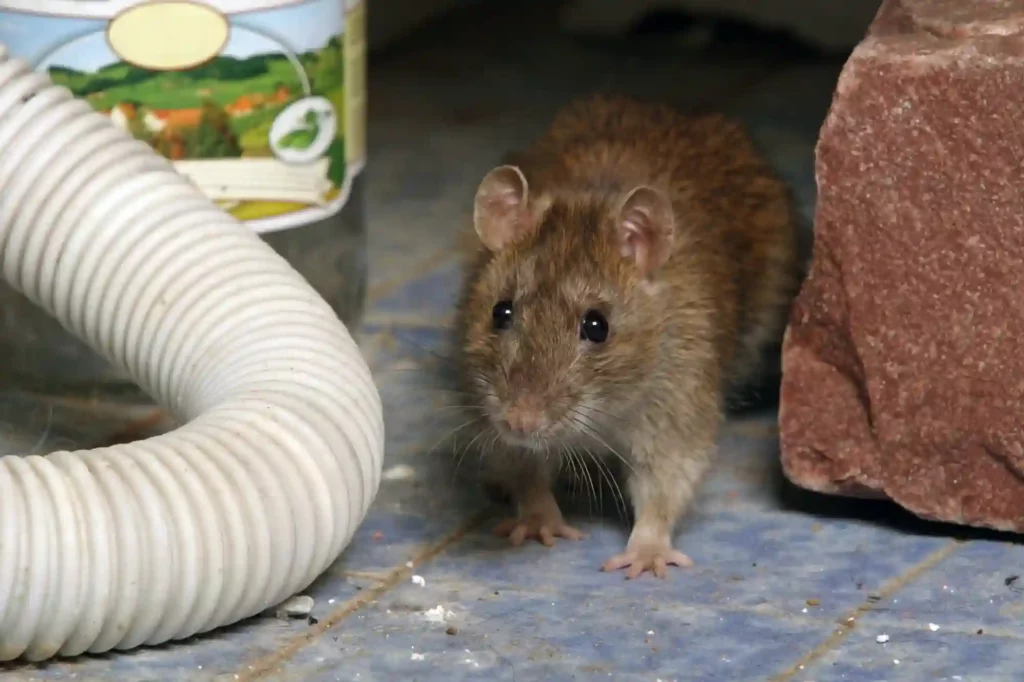 Mäuse in Lebensmittellagern für Privat und Gewerbe zuverlässig entfernen – Bad Kreuznach