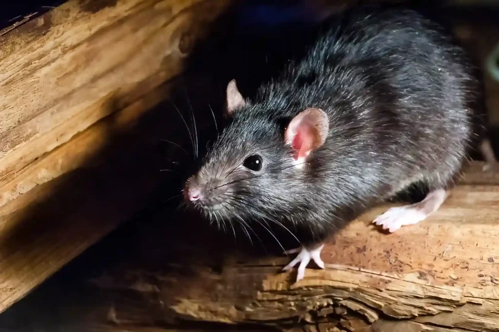 Mäusebefall auf Dachboden und im Keller professionell entfernen lassen – Mäusebekämpfung Bad Kreuznach