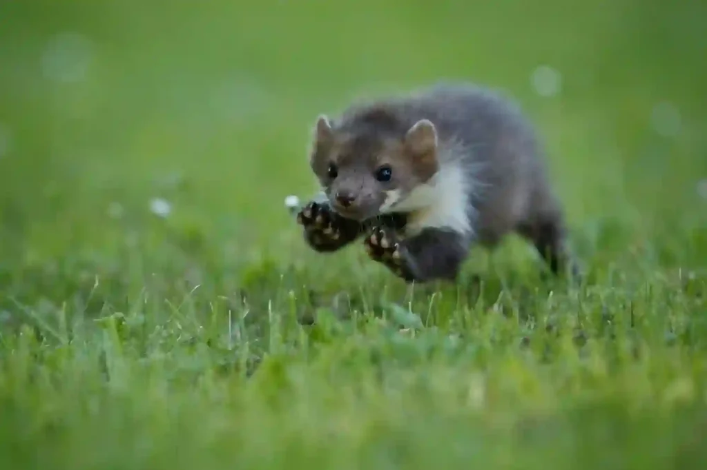 Marder auf dem Grundstück sicher entfernen lassen – Kammerjäger Bad Kreuznach