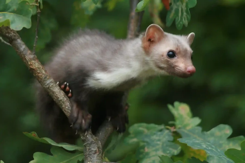 Marder auf Waldwegen in Hausnähe effektiv vergrämen – Kammerjäger Bad Kreuznach