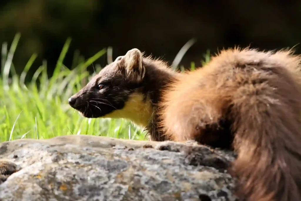 Marder im Garten dauerhaft vertreiben lassen – Schutz durch Kammerjäger Bad Kreuznach
