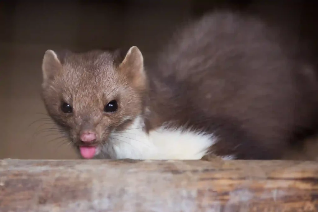 Marderangriffe verhindern und Tiere sicher beseitigen lassen – Marder Vergrämung Bad Kreuznach
