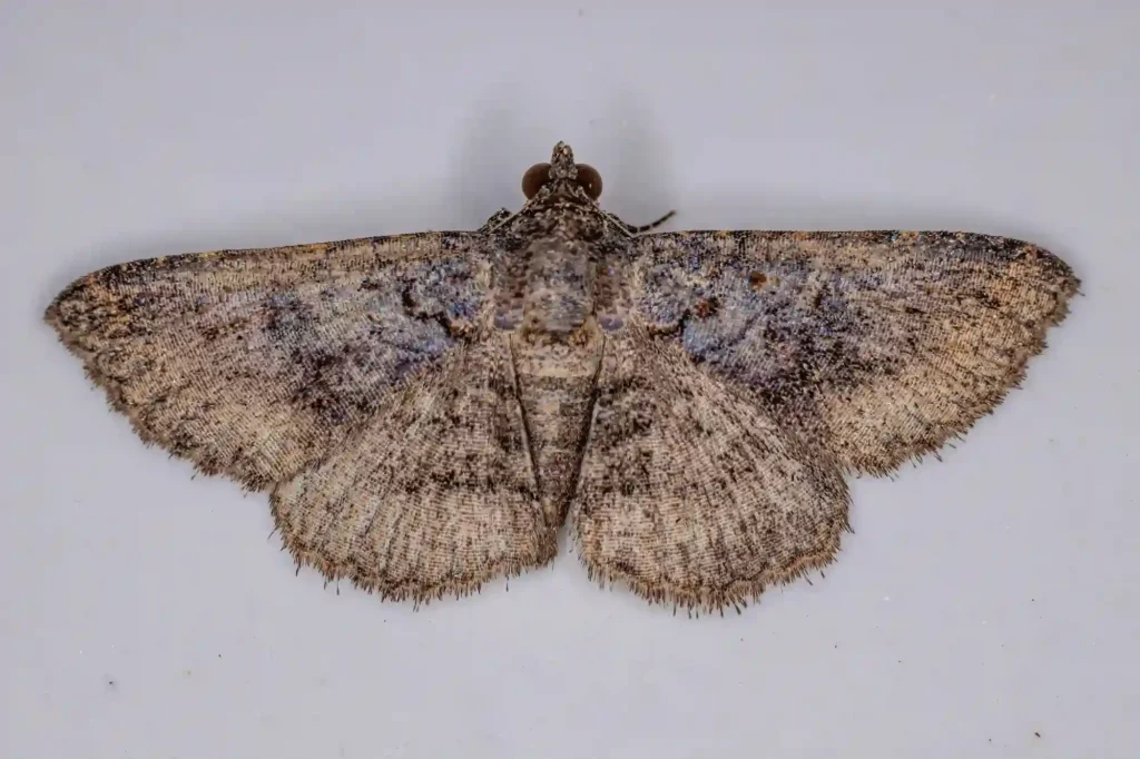 Mottenbefall auf dem Dachboden gezielt bekämpfen lassen – Kammerjäger Bad Kreuznach