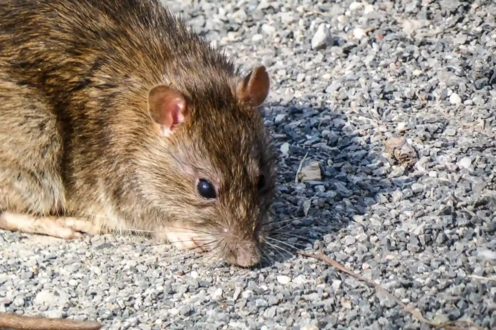 Ratten und Mäuse zuverlässig von Experten entfernen lassen – Mäusebekämpfung Bad Kreuznach