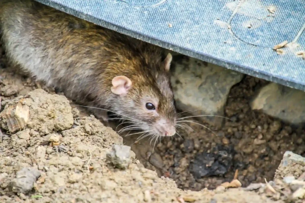 Ratten auf Baustellen sicher entfernen lassen – Kammerjäger Bad Kreuznach