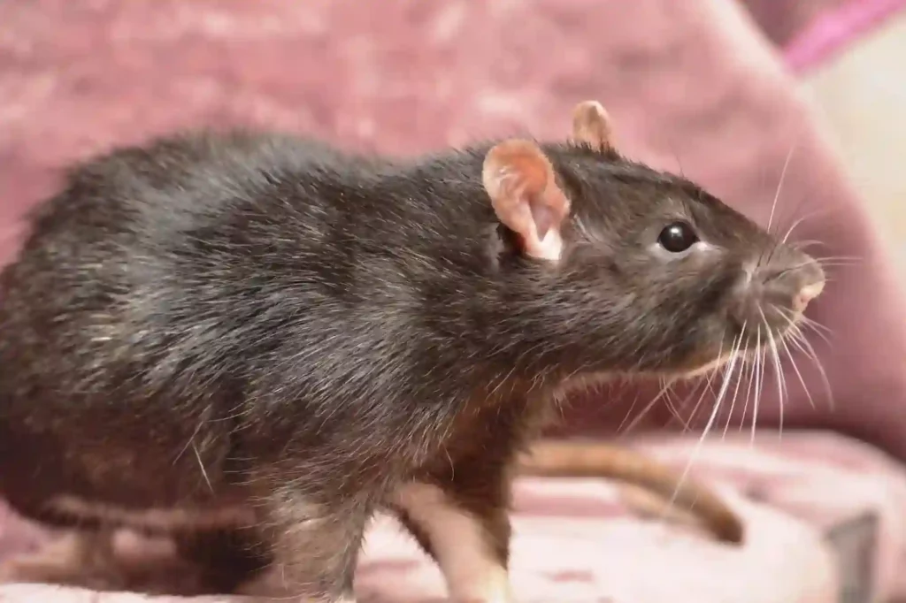 Ratten im Keller und im Haus durch Profis entfernen lassen – Rattenbekämpfung Bad Kreuznach