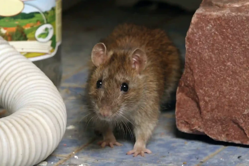 Ratten in der Speisekammer schnell loswerden – Hygienischer Schutz durch Profis in Bad Kreuznach