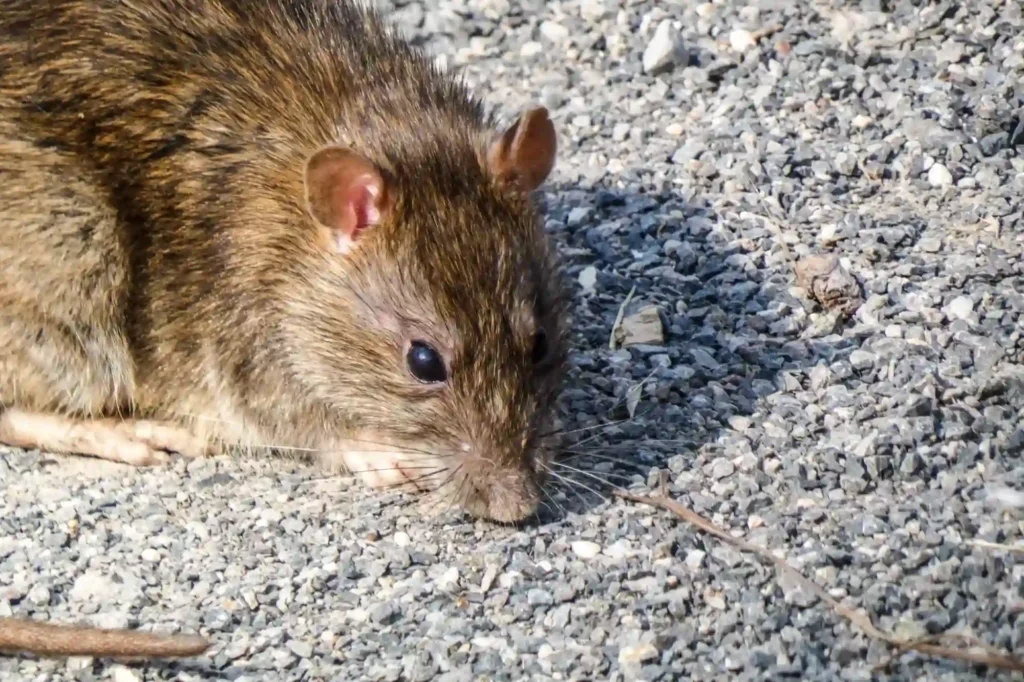Rattenplage zuverlässig und diskret beseitigen lassen – Rattenbekämpfung Bad Kreuznach