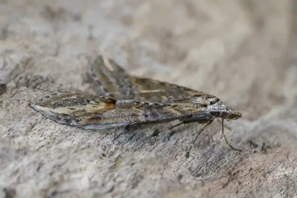 Silbermotten auf Teppich und Couch gründlich entfernen – Bad Kreuznach