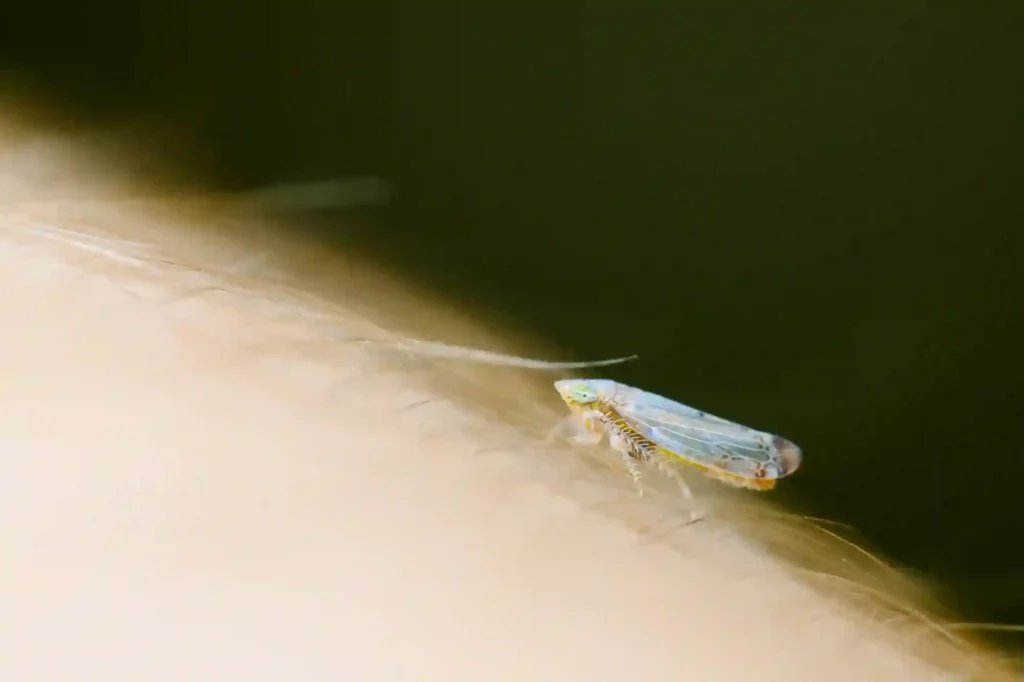 Silbermotten im Haushalt schnell und sicher beseitigen lassen – Motten Bekämpfung Bad Kreuznach