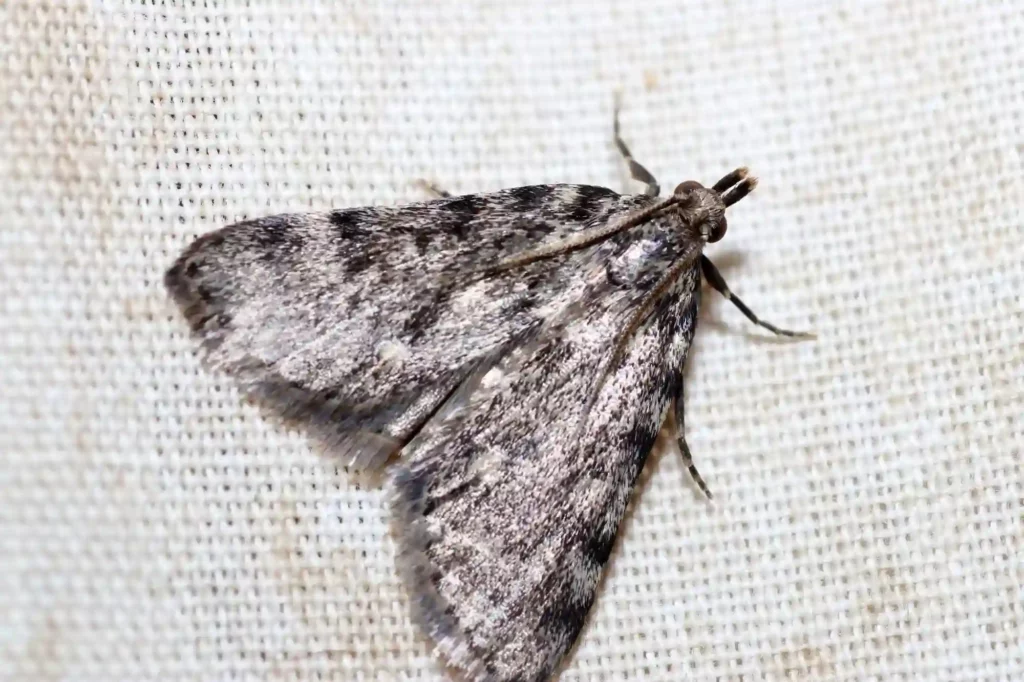 Silbermotten in der Küche zuverlässig loswerden – Mottenbekämpfung Bad Kreuznach