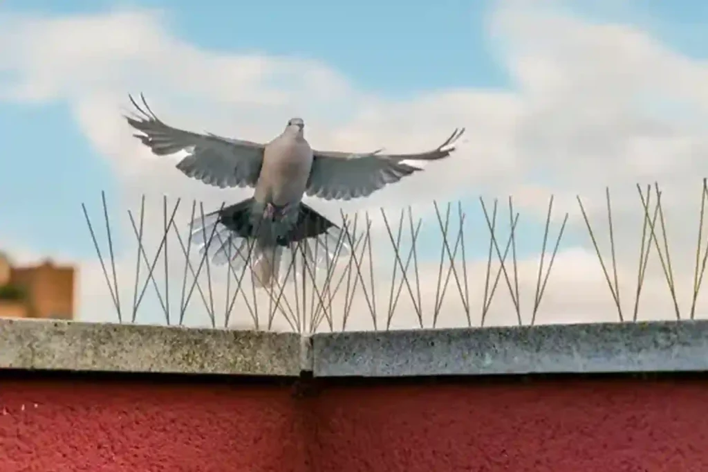 Spikes gegen Tauben und andere Vögel fachgerecht installieren – Kammerjäger Bad Kreuznach