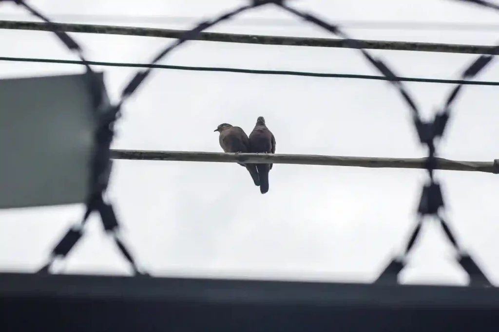 Stacheldraht gegen Tauben anbringen lassen – Effektive Schutzmaßnahme in Bad Kreuznach
