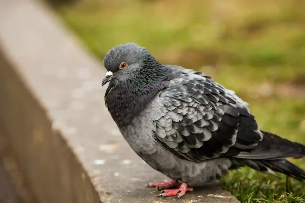 Taubenabwehr durch Experten in Bad Kreuznach überprüfen und optimieren lassen