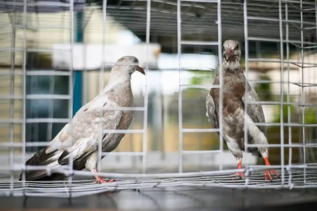 Taubenschutzgitter professionell montieren lassen – Taubenabwehr Bad Kreuznach