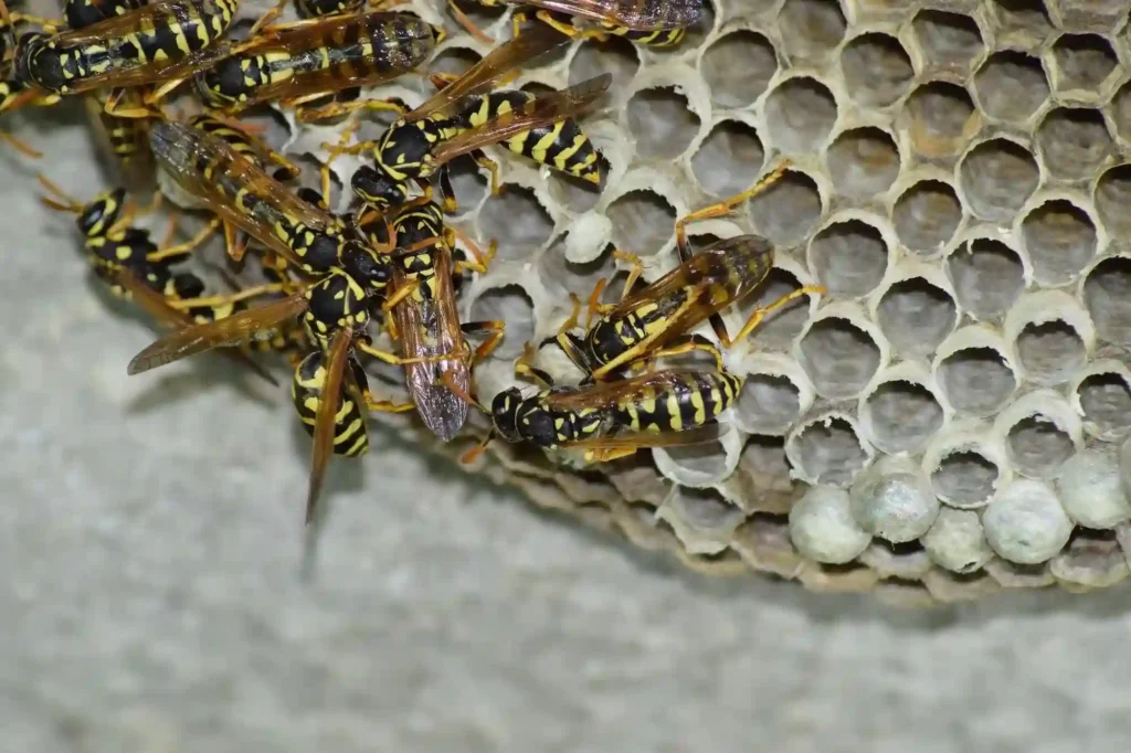 Wespennest am Haus sicher entfernen lassen – Wespenbekämpfung Bad Kreuznach