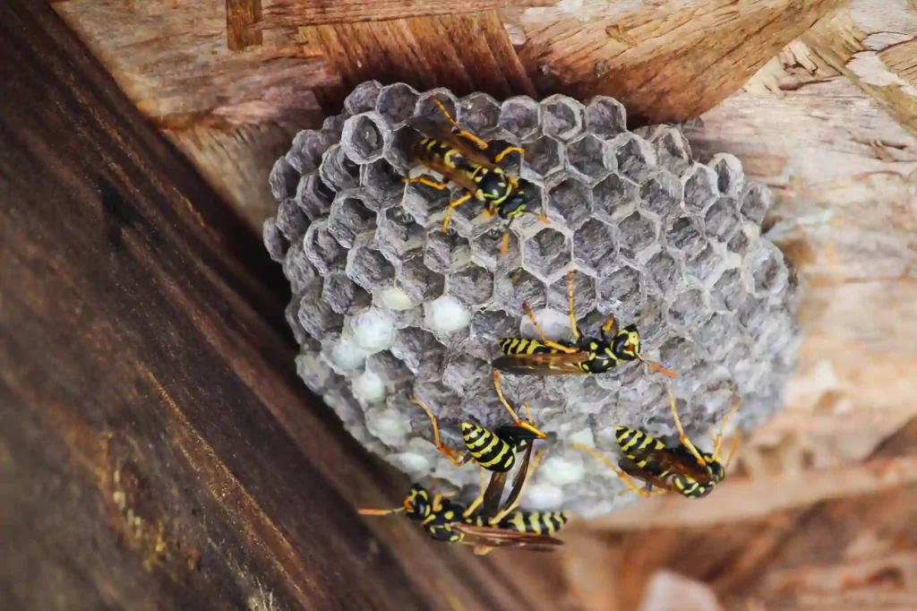 Wespennest in der Nähe von Spielplatz oder Kindergarten schnell beseitigen – Bad Kreuznach